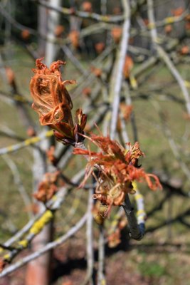 Aesculus hippocastanum 'Laciniata' - jírovec maďal - listy jaro